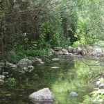 Scientists Warn Climate Predictions May Misjudge Forest Carbon Absorption