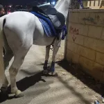 Jerusalem District police officers arrested a suspect riding a horse who ran over a minor and attempted to flee during a patrol operation by Jerusalem riot police fighters in the eastern part of the city.
