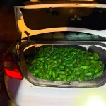The fight against agricultural theft – 162 kg of avocados, suspected of being stolen, were seized by Border Police fighters from the Central District in the trunk of a vehicle, near the community of Yesodot in the Yoav Regional Council.