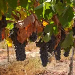 Hebron-Area Vineyard Sparks Legal Battle Over Land Rights