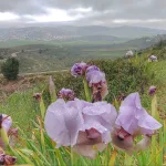 Israel Breaks Ground on First Biblical Trail in Judea and Samaria