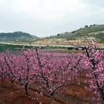 Israeli Study Offers a More Targeted Approach to Tree Planting