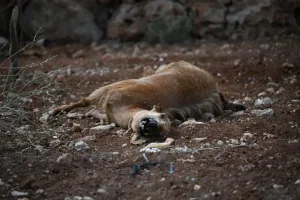 Livestock Poisonings Target Israeli Farms as Palestinians Call for More