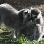 TPS: New Study Rethinks AIs Role in Decoding Animal Communication