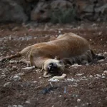 Palestinians Suspected of Poisoning Livestock at Binyamin Farm
