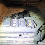 Israel Police: Two residents of Tel Sheva were arrested with approximately five kilograms of cocaine in their vehicle. Following an investigation, a serious indictment was filed against them. During an operation by police officers from