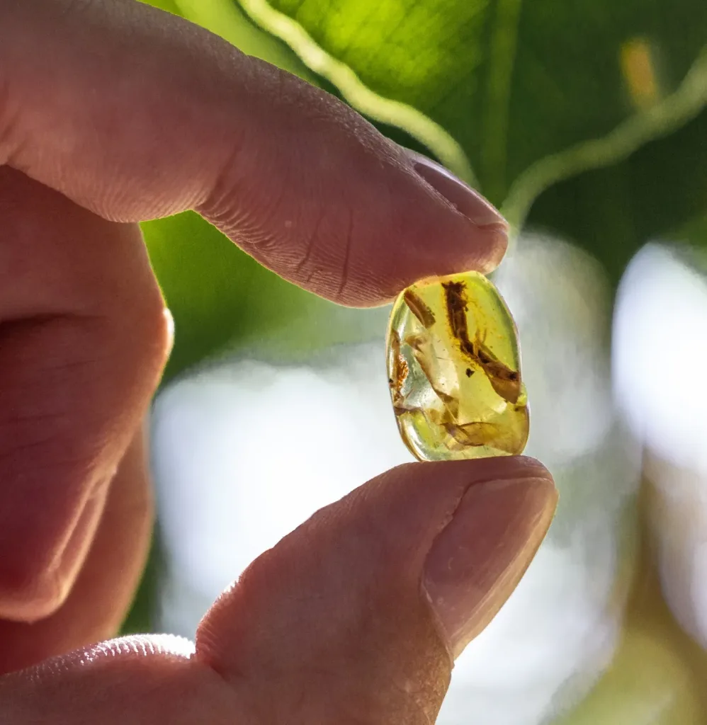100-Million-Year-Old Lizard Tail Frozen in Amber Reveals Ancient Escape Trick