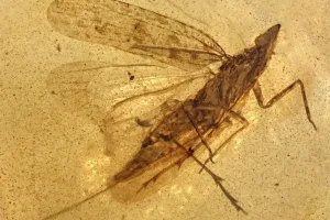 Israeli Researchers Discover New Insect Species Preserved in 99-Million-Year-Old Amber
