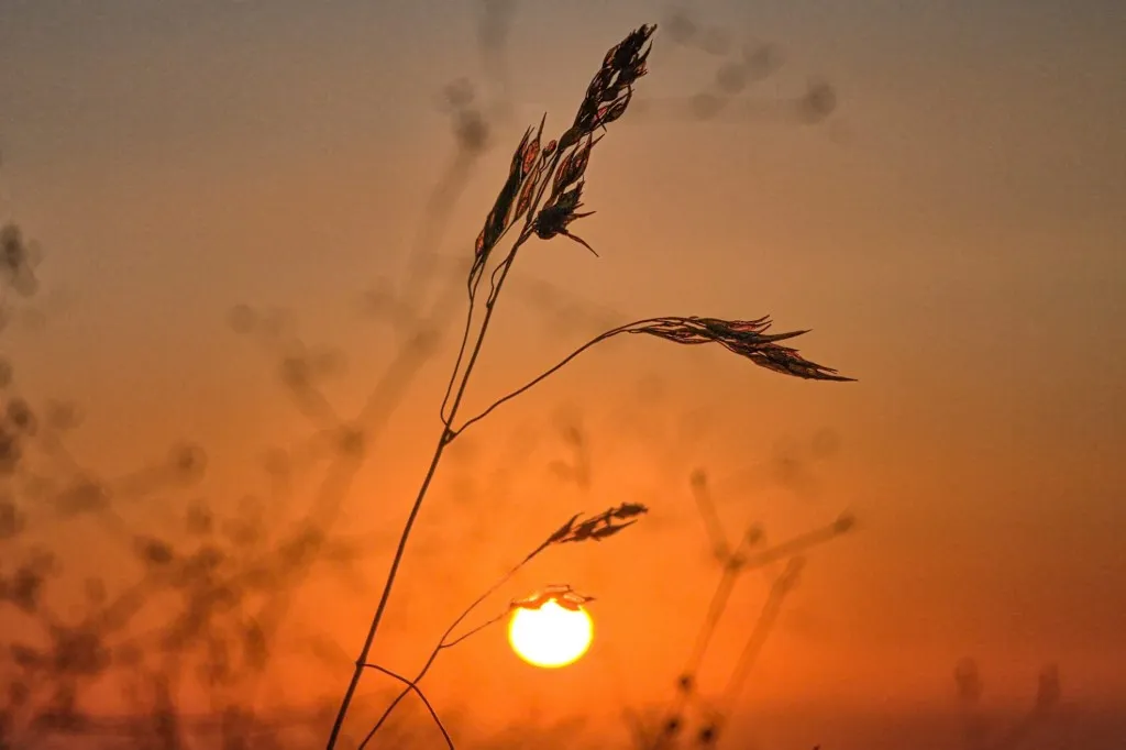 Photograph illustrating: Israeli Study Finds Plants Can Sustain Two Reproductive Strategies at Once
